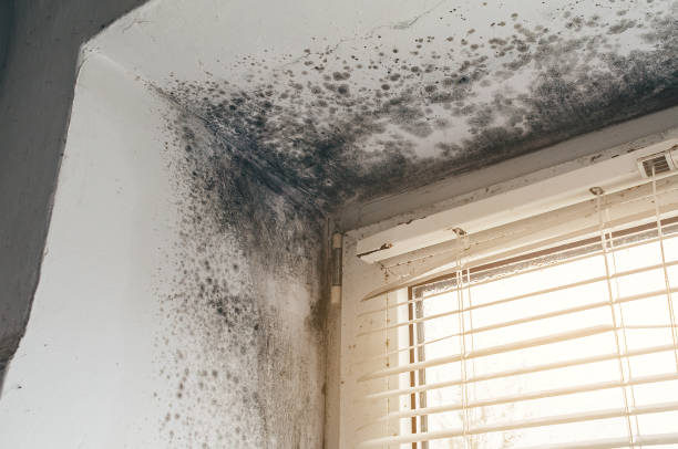 Affordable Crawl Space Mold Removal solutions in Saluda, VA